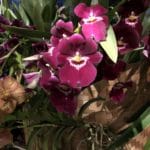 Visit the NYBG Orchid Show