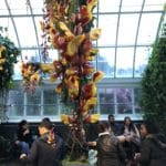 Visit the NYBG Orchid Show