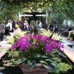 Visit the NYBG Orchid Show