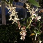 Visit the NYBG Orchid Show