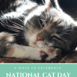 5 Ways To Celebrate National Cat Day