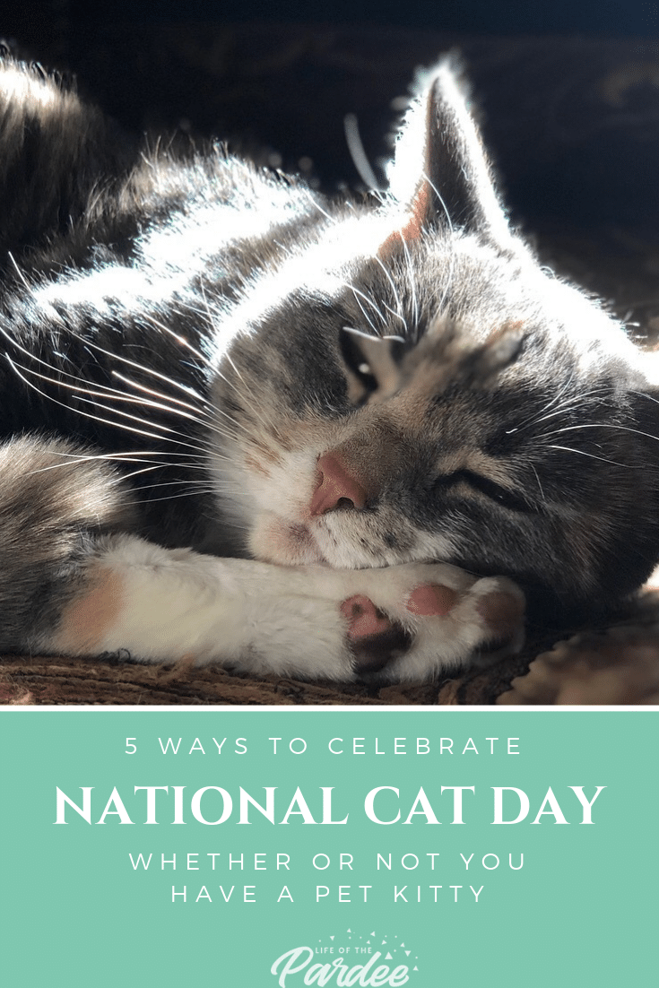 5 Ways To Celebrate "National Cat Day" Life Of The Pardee