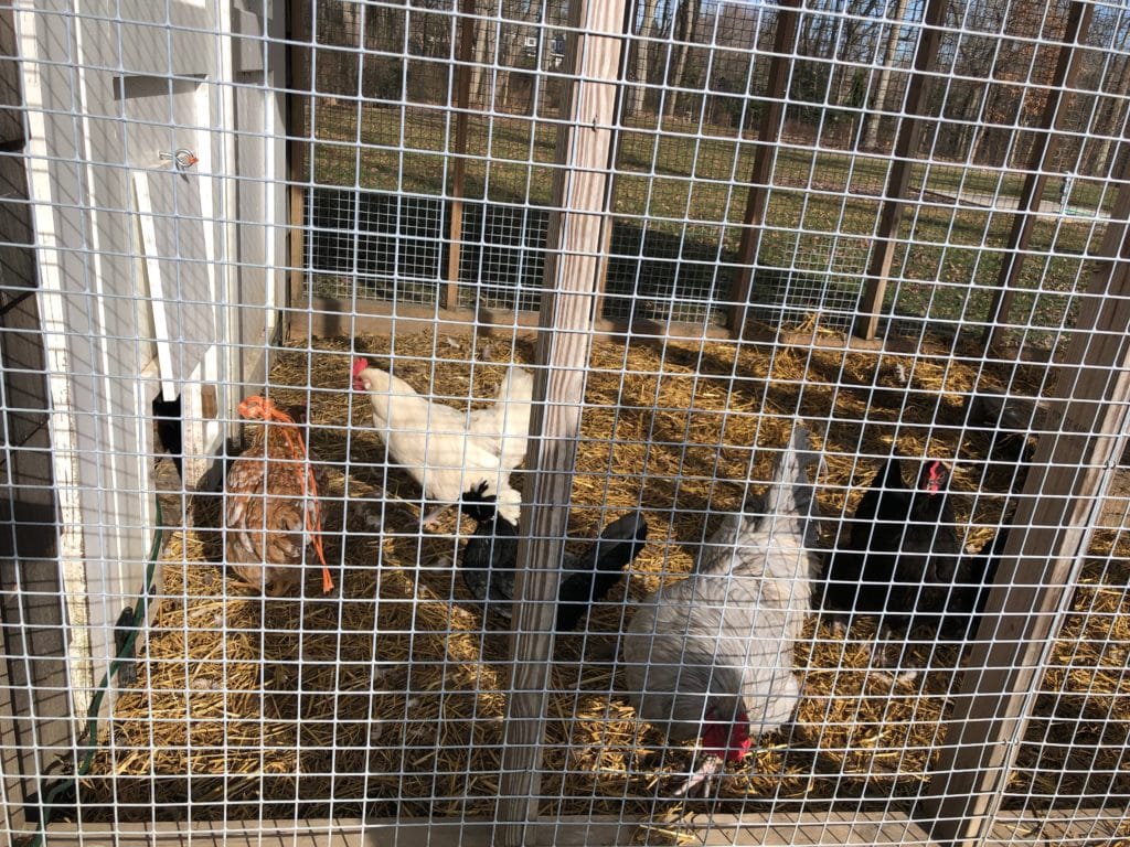 The hen house at Bear Creek Farm