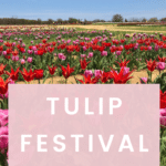 Visit a Tulip Festival