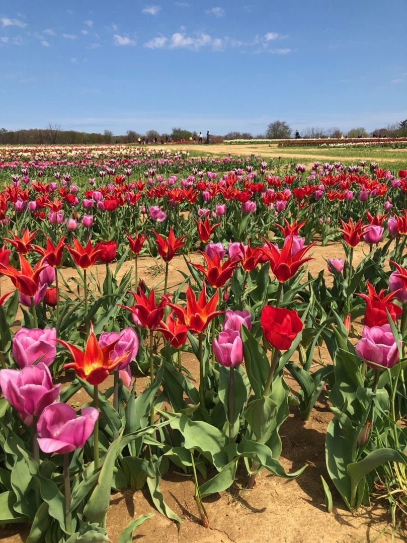 Rows of Colorful Tulips at Tulip Festival