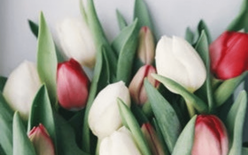4 reasons to buy flowers for yourself