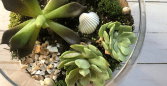 How To Make A Succulent Terrarium in 4 Easy Steps