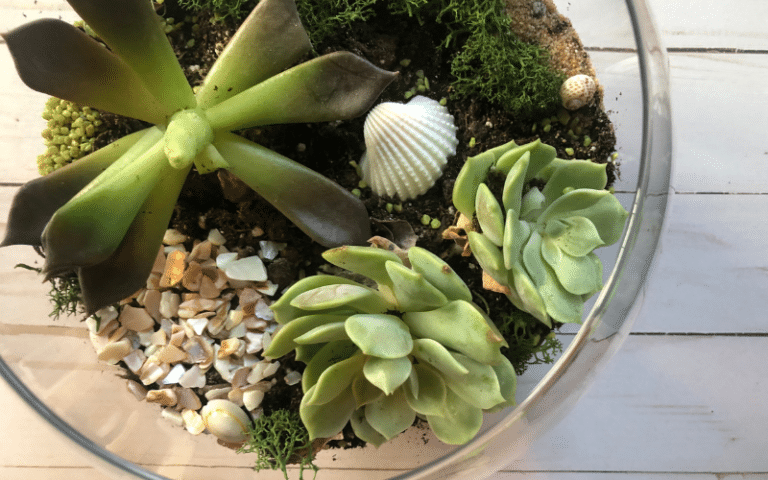 How To Make A Succulent Terrarium in 4 Easy Steps - Crafting - Life Of ...