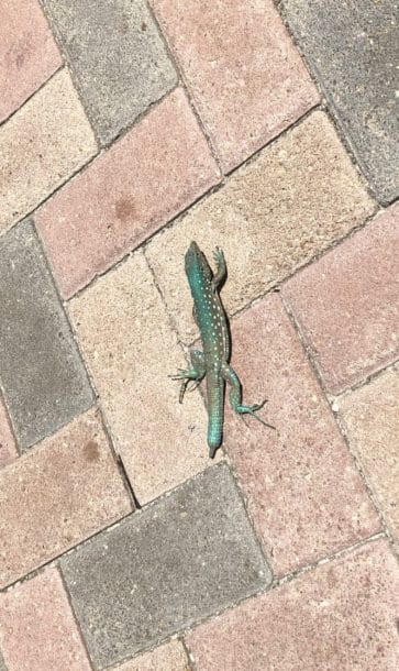 One of the many colorful and friendly Aruban lizards